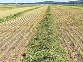 Barley dumping allegations hit grain market