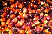 PH: Surge in palm oil imports raises fears of dumping