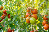 "Enforcement of US antidumping laws needed to stop decline of US tomato industry"