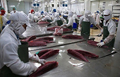 Vietnam boosts tuna exports to US in October, thanks to trade war