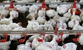 China accepts Brazil chicken exporters' offer to end anti-dumping case