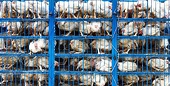 Saudi Arabia trims list of authorised Brazil chicken exporters
