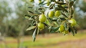EU to challenge US duties on Spanish olives