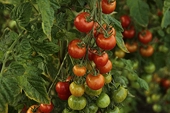 U.S.:Tomato Trade Agreement with Mexico Ends Amidst Dumping Complaints