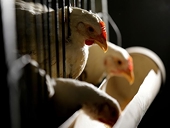 China sets anti-dumping tariffs on Brazilian chicken imports for five years
