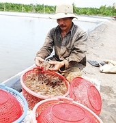 Difficulties hold back Vietnam's aquatic exports