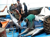 Tuna exports likely to reach 1 billion USD this year