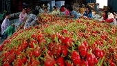 Helping Vietnamese agricultural products dominate high-grade market