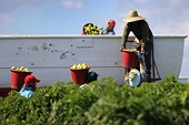 Texas importers see rotten tomatoes in claims of Mexican dumping