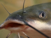 Catfish producers catch big one with antidumping determination