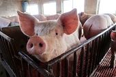 China cancels U.S. pork import order as U.S.-China trade war drags on