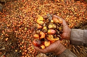 Indonesia vows to fight EU over palm oil limits
