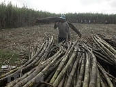 Rising treat for sugar producers after ATIGA