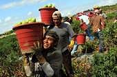 Mexico and US bagged a deal to end tomato tariff dispute