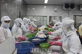 Pangasius exports expected to grow in the last months of the year