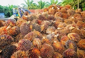 India imposes 5% safeguard duty on Malaysian refined palm oil