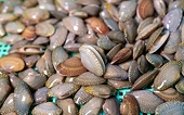 Three more kinds of Vietnamese seafood exported to China