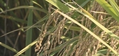WTO to allow South Korea to keep current tariff rate on imported rice