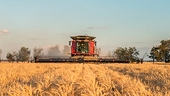 Australia: China barley dumping impasse to continue until May