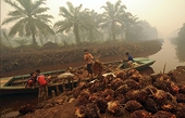Indonesia warns on EU trade deal, dairy imports amid palm oil spat