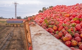 U.S.-Mexico Tomato Suspension Agreement