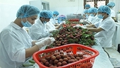 Door opened for Vietnamese fresh lychee exports to Japan