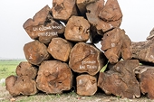 Coronavirus outbreak hits Vietnam’s timber sector