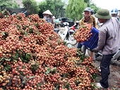 Vietnam proposes solutions to Japan for export of lychee