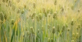 The Trade Dispute Between Australia and China Should Be Taken With A Grain of Barley