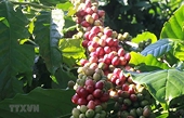EVFTA to benefit Vietnam’s agricultural sector: EP official