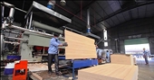 U.S. probes potential Vietnam-China plywood connection