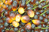 Malaysia has strong case against EU over palm oil ban