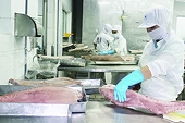 Illegal shipments of fishery products will not have customs clearance
