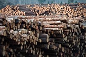 United States Rejects WTO Dispute Report Shielding Canada’s Harmful Lumber Subsidies