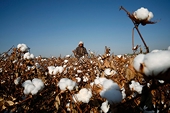 U.S. May Ban Cotton From Xinjiang Region of China Over Rights Concerns