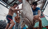 Tuna exports to EU surge thanks to trade deal