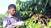 Vietnam becomes Japan’s biggest coffee supplier