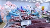 Tuna exports to EU expected to reach US$123 million