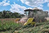 Brazil to eliminate import tariffs on soybean and corn