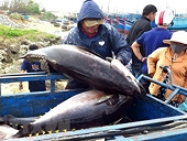 Egypt emerges as promising market for Vietnamese canned tuna