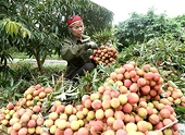 Agriculture sector works towards reaching 40 bln USD export target