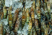 Frozen Warmwater Shrimp – The US investigates anti-subsidy measures