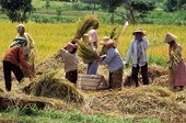 Indonesia to leave out some sensitive goods from RCEP tariffs