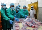 Vietnamese tuna exports to EU record impressive growth