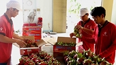Vietnamese enterprises contribute to Vietnam - Australia trade