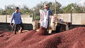 Export turnover of many agricultural products exceeds US$2 billion
