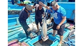 Tuna exports to EU rise after FTA comes into being