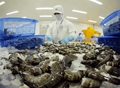 Shrimp exports enjoy robust growth during 2020