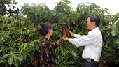 Vietnamese coffee aims to meet export target of US$6 billion by 2030