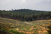 Malaysia launches WTO palm oil complaint against EU